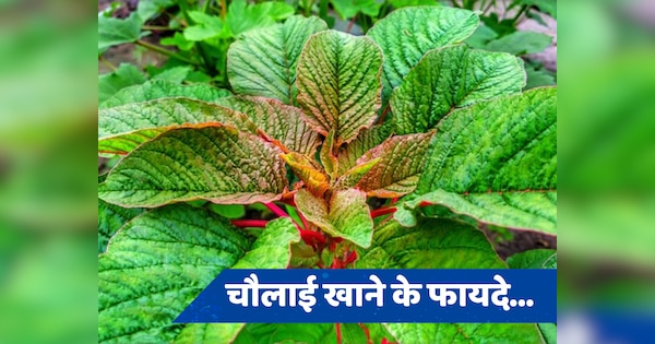 Chaulai Benefits: वजन के साथ-साथ शुगर भी रहेगी कंट्रोल, बस डाइट में एड कर लें ये वाली हरी सब्जी