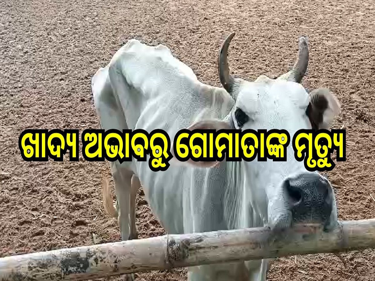 Odisha News: ଅନାହାରରେ ଗୋମାତା, ଆବଶ୍ୟକୀୟ ଖାଦ୍ୟ ଅଭାବରୁ ୪ ଟି ଗୋରୁଙ୍କର ମୃତ୍ୟୁ