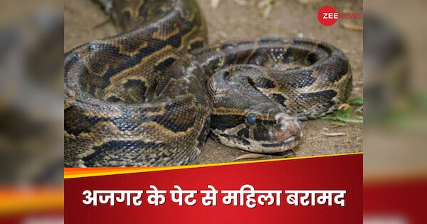 Missing Indonesian woman found dead but in one piece inside Python ...