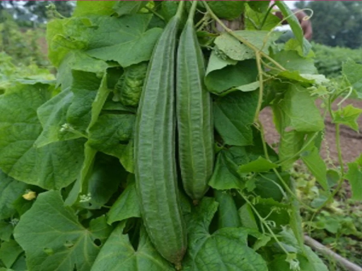Why do women eat Satputia vegetable the next day of Jiutiya fast know special things in these 10 points | बुझो तो जानें: जिउतिया व्रत के दिन सोने के भाव बिकती है