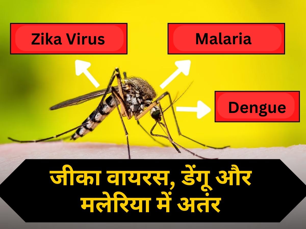 जीका वायरस, डेंगू और मलेरिया बुखार में क्या है अंतर? अच्छे से समझ लीजिए इसके लक्षण