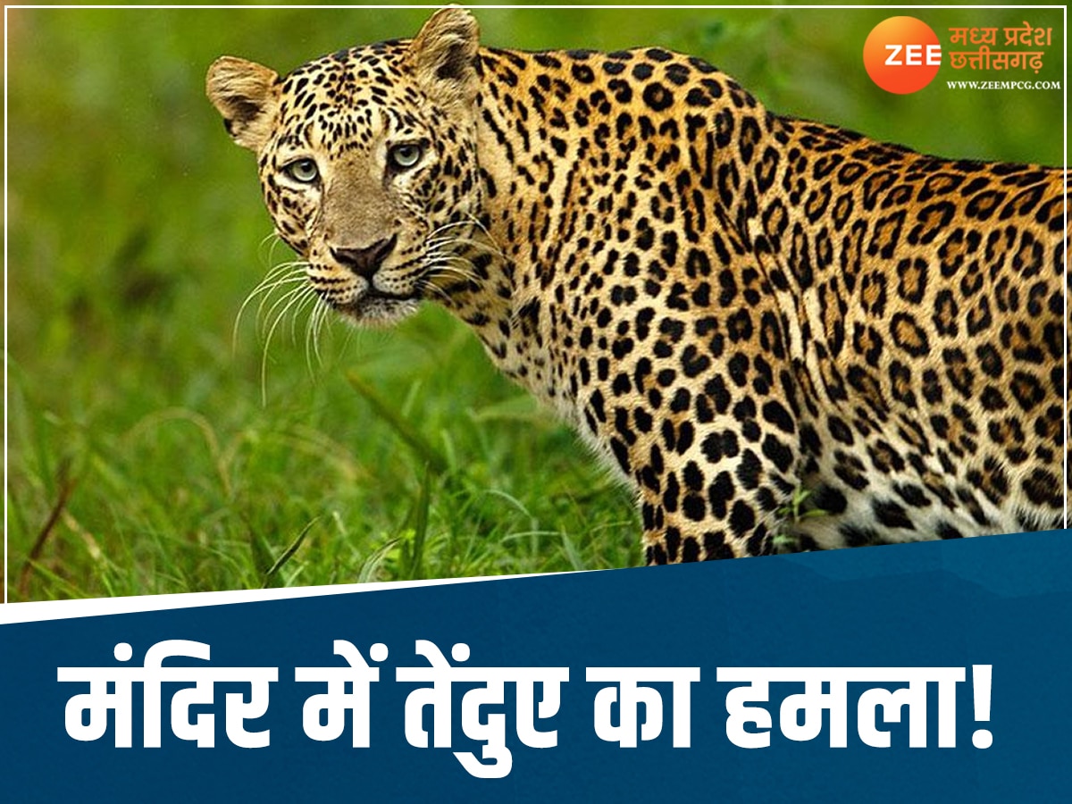 Dhar leopard attack