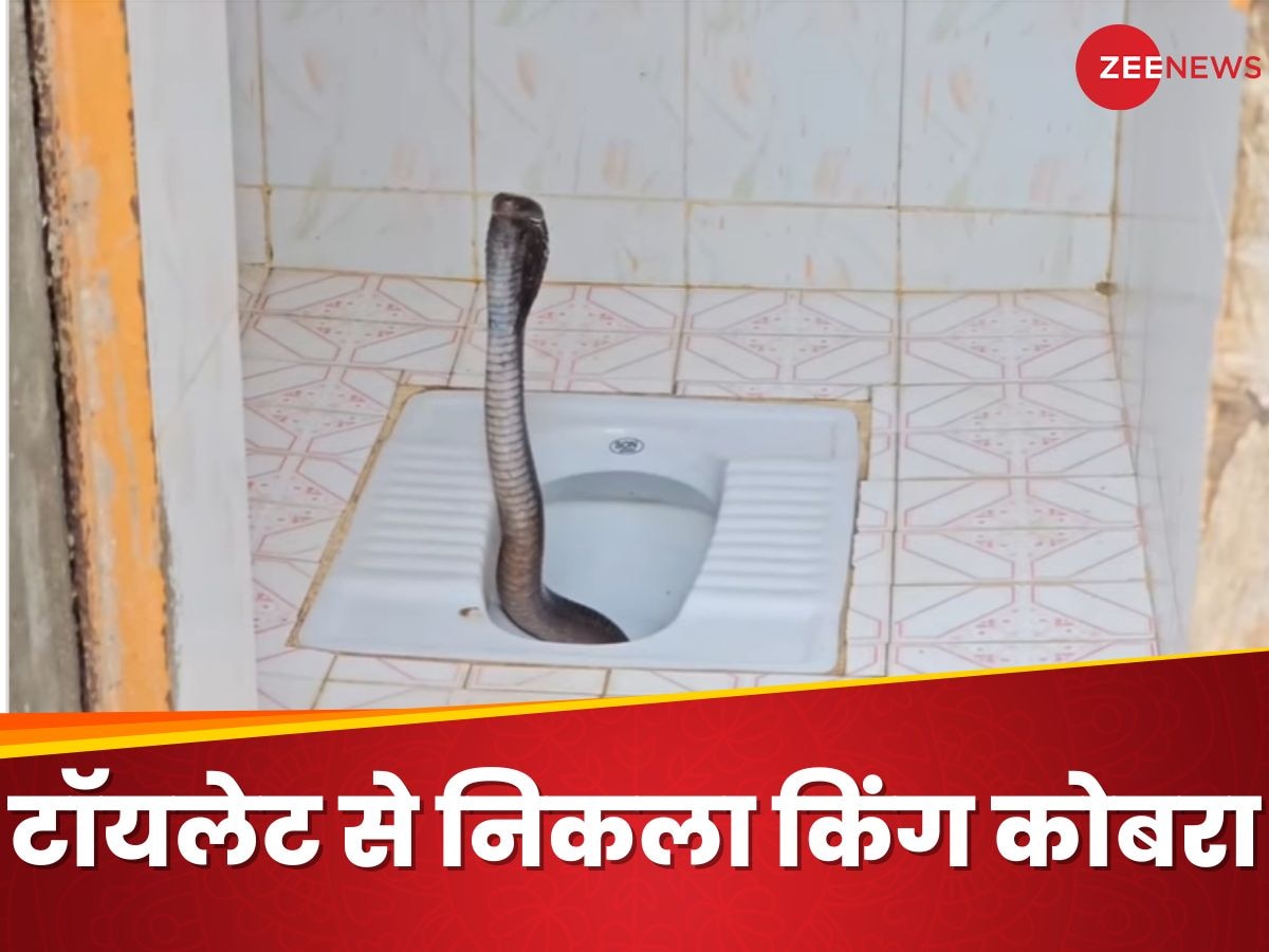 King Cobra: घर के देसी टॉयलेट से बाहर निकल आया किंग कोबरा, घर वालों की धड़कनें हो गई तेज