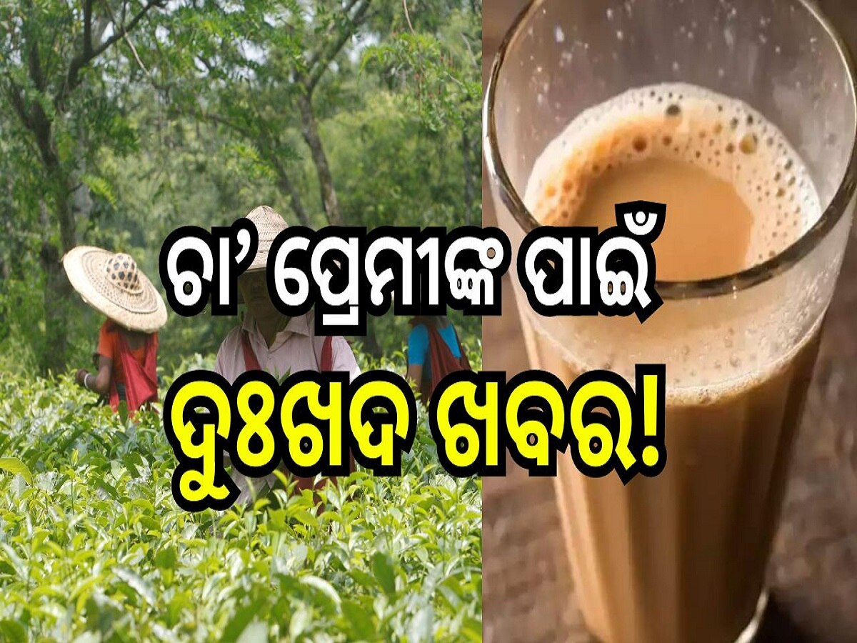 Tea Price Soaring: ଚା’ ପ୍ରେମୀଙ୍କ ପାଇଁ ଦୁଃଖଦ ଖବର, ବଢ଼ିଲା ଚା’ ର ମୂଲ୍ୟ