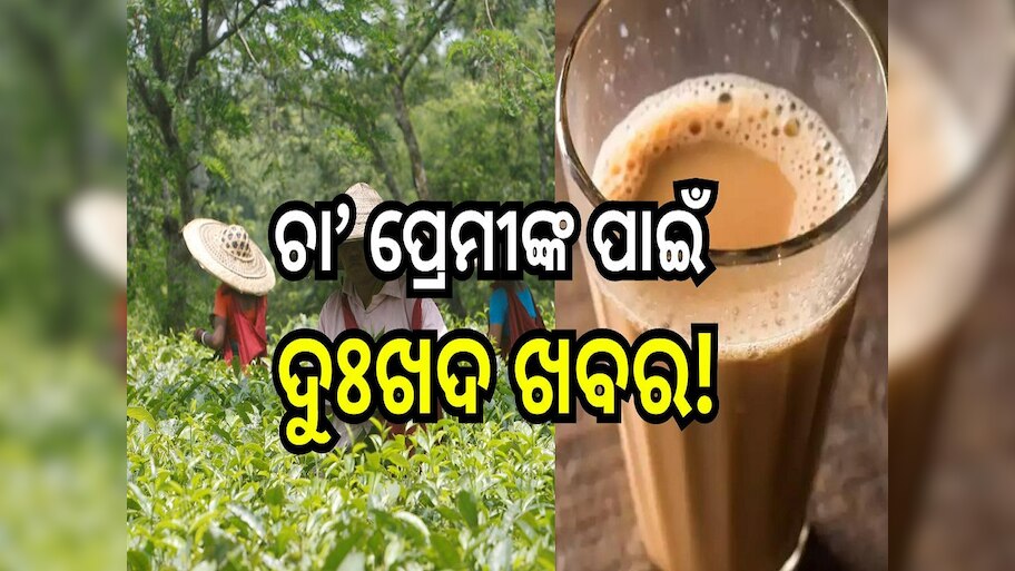 Tea Price Soaring: ଚା’ ପ୍ରେମୀଙ୍କ ପାଇଁ ଦୁଃଖଦ ଖବର, ବଢ଼ିଲା ଚା’ ର ମୂଲ୍ୟ