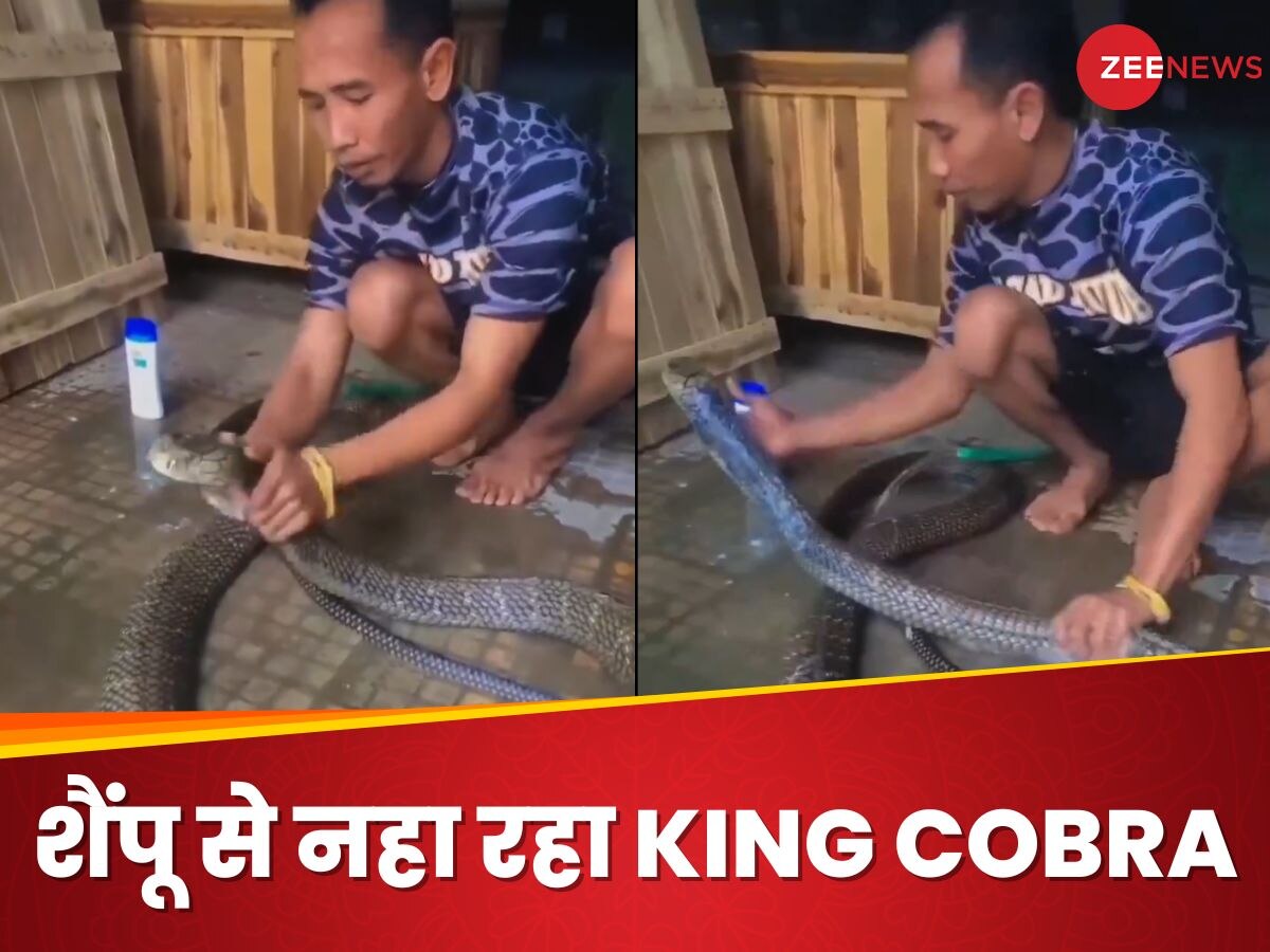 क्यों? आखिर क्यों? KING COBRA को शैम्पू से नहला रहा शख्स, Video देखकर खड़े हो जाएंगे रोंगटे