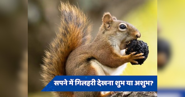 Squirrel comes im dream is auspicious or inauspicious what does it