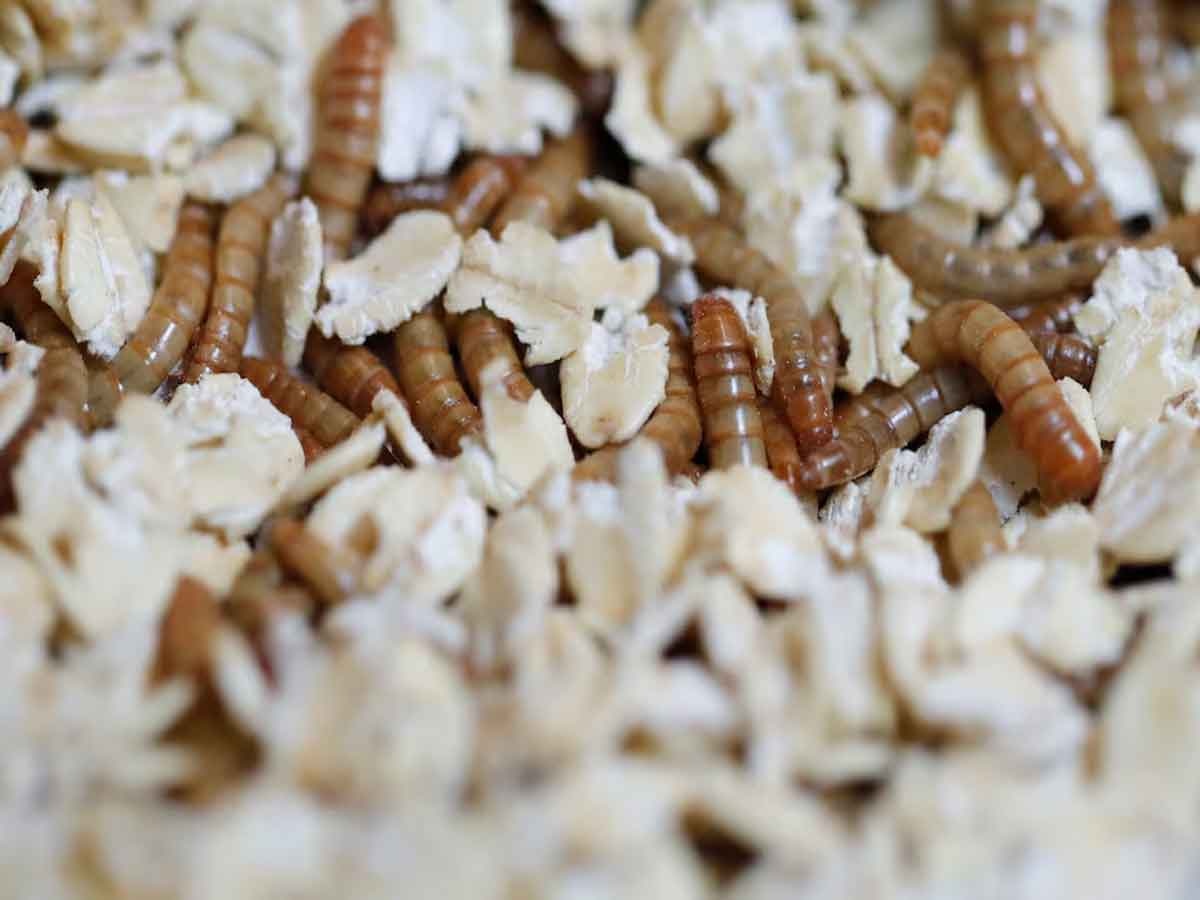 Insects As Food: इस देश में अब लोग बेफिक्र होकर खा सकेंगे झींगुर, टिड्डे समेत 16 कीड़े, सरकार ने दी मंजूरी 