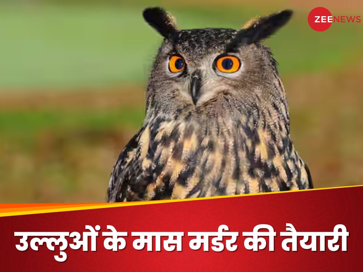  Owl Killing: जल्द ही 450,000 उल्लुओं को मार देगा दुनिया का ये विकसित देश, जानिए क्या है इस बेरहमी की वजह