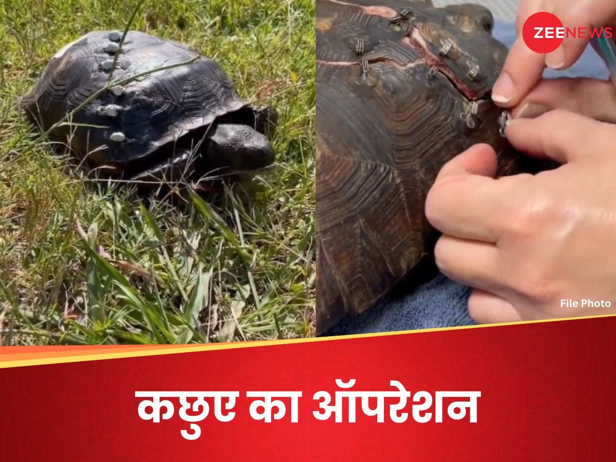 Turtle Operation: गजब! सुपरग्लू और ब्लाउज के हुक से कछुए का किया ऑपरेशन