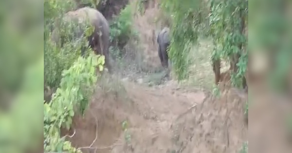 elephants is creating havoc two people have died so far in Lohardaga ...