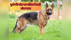 कुत्ते की मौत पर मालिक का छलका दर्द, अखबार में संदेश देकर घर में रखी शोक सभा 
