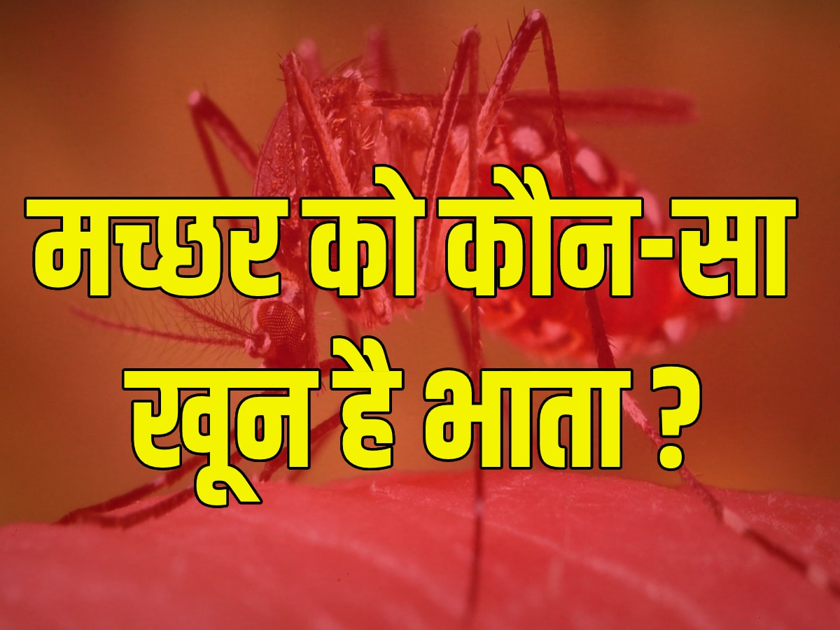 Quiz: क्या आप जानते हैं मच्छरों को कौन-सा खून सबसे ज्यादा है पसंद? 'डेंगू के मौसम' से पहले ले लें जानकारी