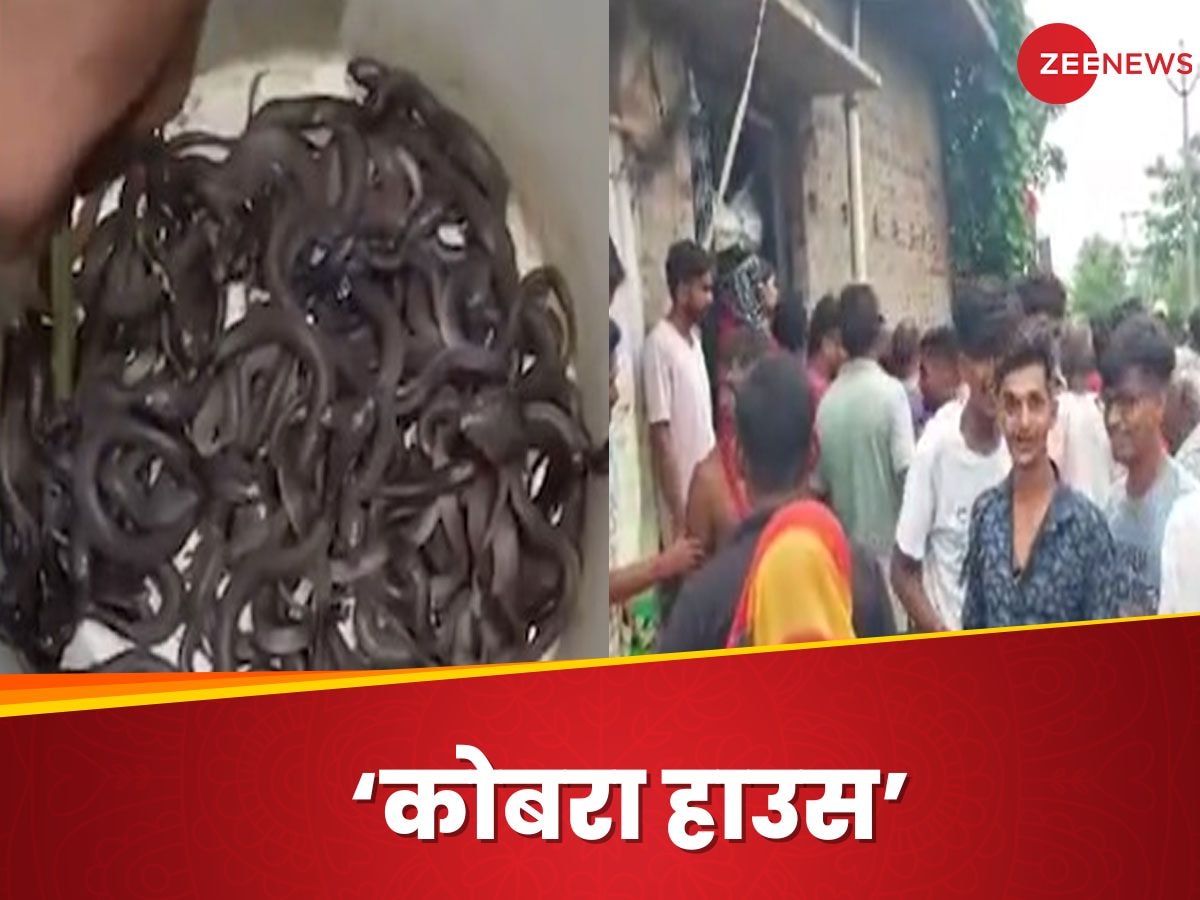 Kushinagar Video: घर पर चल रही थी रिपेयरिंग, जहां-जहां कुदाल मारी वहां-वहां निकले जहरीले सांप; 150 तक पहुंचा आंकड़ा