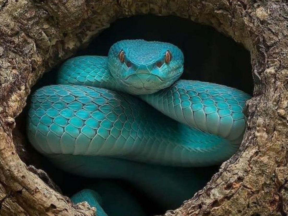 Random Snake GK Humans afraid of naag raj snakes Big Fears of these 8 things know ...