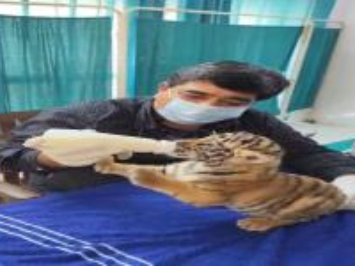 Jaipur News: जयपुर में शावकों की मां जैसी देखभाल कर रहे वरिष्ठ वन्यजीव चिकित्सक, बाघिन के असामान्य व्यवहार के चलते किए अलग