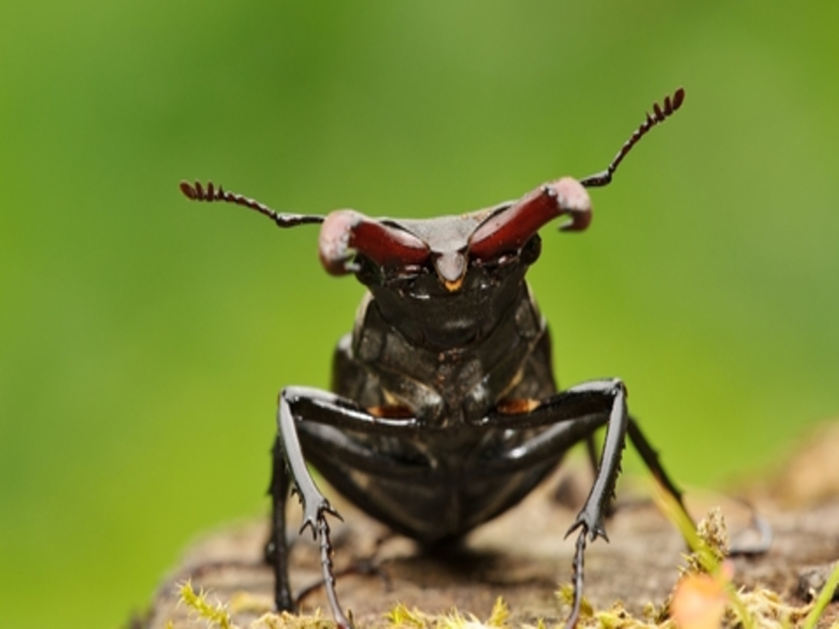 stag beetle world most expensive insect price will amaze you Wired ...