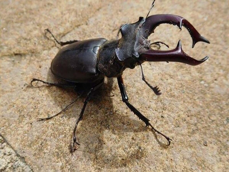stag beetle world most expensive insect price will amaze you Wired ...