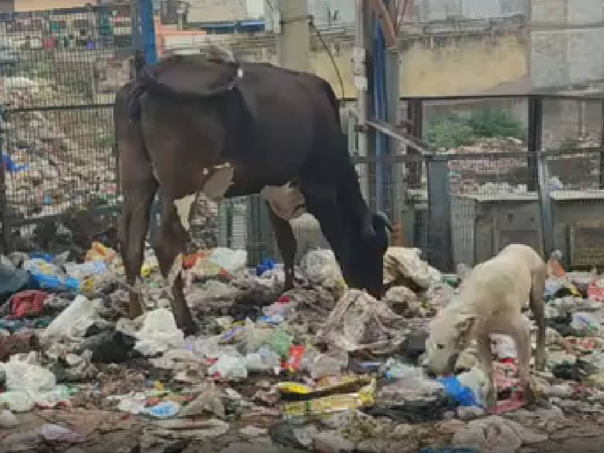 Delhi News: तिमारपुर में गंदगी से लोग परेशान, कूड़ेदान लगाने की कर रहे मांग