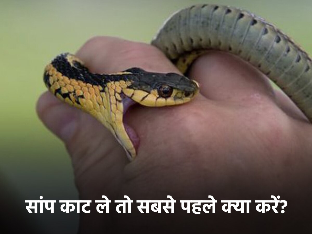 Snake Bite: सांप काट ले तो क्या करना चाहिए और क्या नहीं? मौत के मुंह में ढकेल सकती हैं 5 गलतियां!