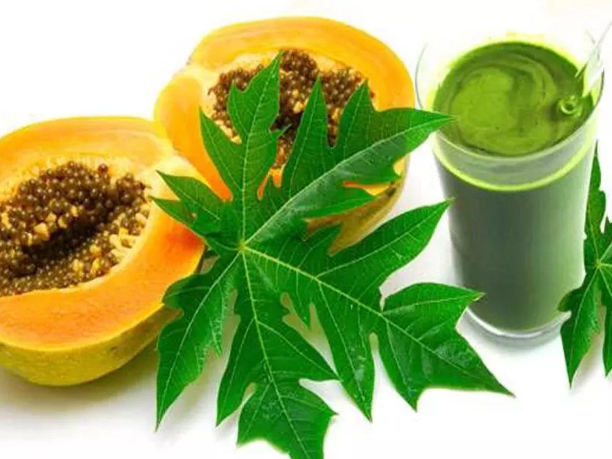 Papaya Leaf Benefits: कितनी तेजी से प्लेटलेट्स बढ़ाते हैं पपीते के पत्ते? डेंगू के मरीजों को इस तरह करना चाहिए इस्तेमाल