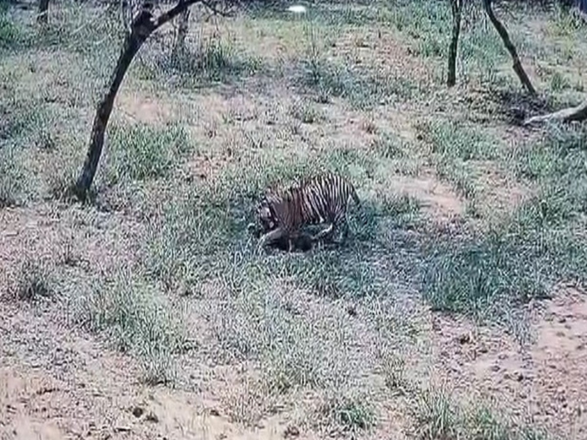 Nahargarh Biological Park में शावक की रिवाइल्डिंग, बाघिन रानी के छोटे शावकों की डॉक्टर्स  'मां' की तरह कर रहे देखभाल