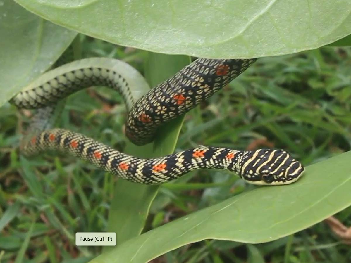 Snake bite first aid: किसी को सांप काट ले, तो क्या करें; जान बचाने में पहला घंटा होता है काफी निर्णायक Snake bite first aid: किसी को सांप काट ले, तो क्या करें; जान बचाने में पहला घंटा होता है काफी निर्णायक