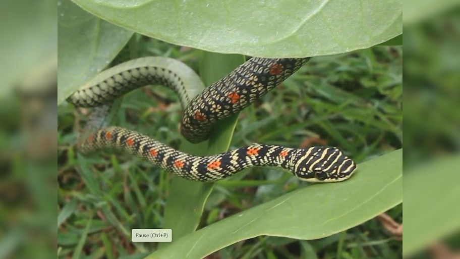Snake bite first aid: किसी को सांप काट ले, तो क्या करें; जान बचाने में पहला घंटा होता है काफी निर्णायक