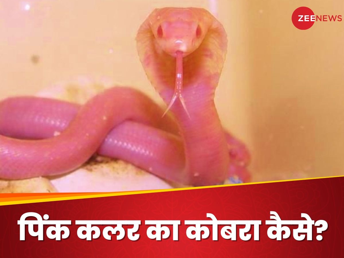 Pink Cobra: क्या आपने कभी देखा है सफेद-गुलाबी कोबरा? रिसर्चर ने किया चौंकाने वाला खुलासा