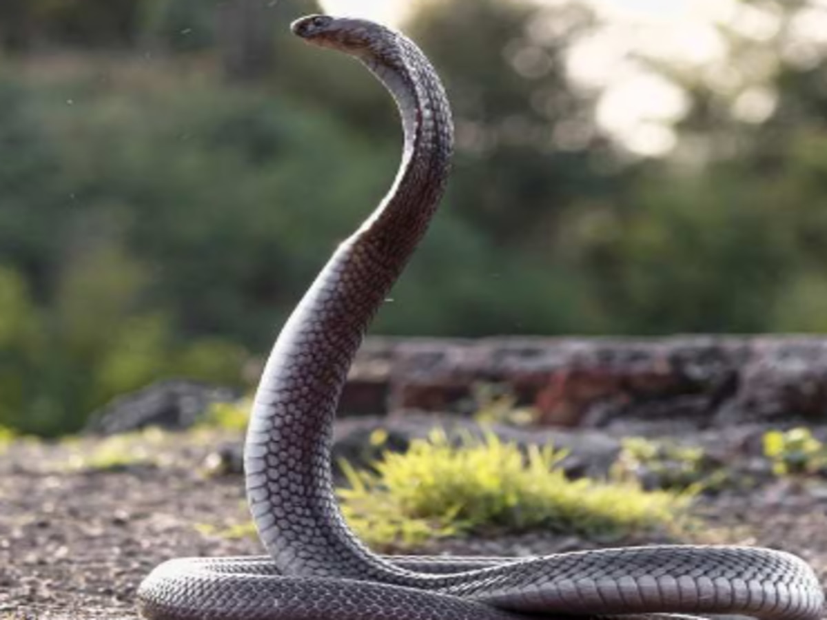 King Cobra: 4 लाख रुपये है इस सांप के एक बूंद जहर की कीमत 