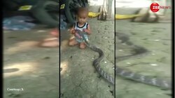Kid plays with Snake: खूंखार सांप की गर्दन पकड़-पकड़कर खेलता दिखा नन्हा था बालक, नजारा देख कांप जाएगा कलेजा 