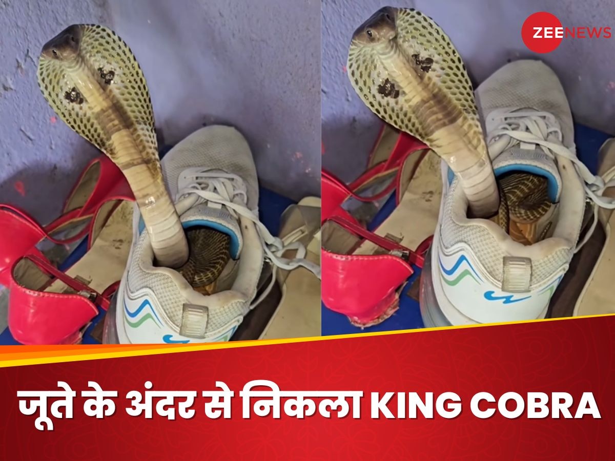 Viral Video: ऐसी जगह भूलकर भी मत रखना जूता, वरना ऐसे ही निकल आएगा KING COBRA सांप