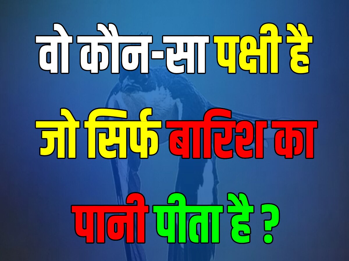 Quiz: वो कौन सा पक्षी है जो धरती का नहीं 'आसमान का पानी' पीता है?