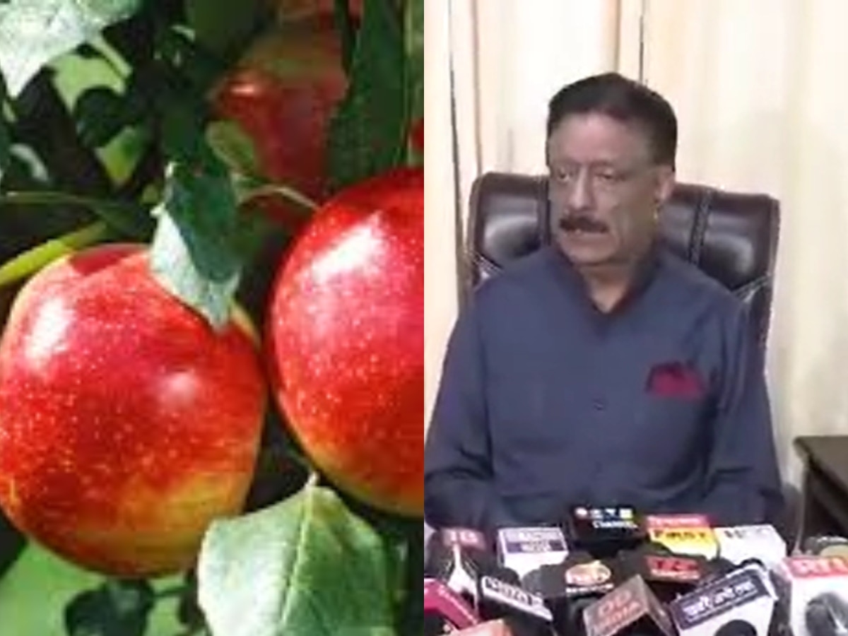 Himachal Apple: हिमाचल प्रदेश में सेब पर मंडराया खतरा, अल्टरनेरिया बीमारी की चपेट में आए बगीचे