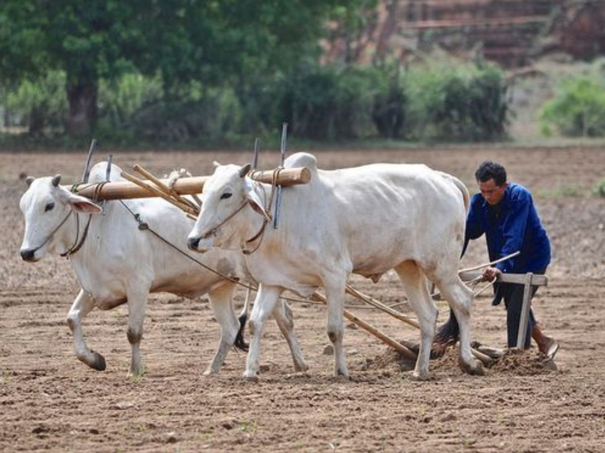 ट्रैक्टर छोड़ ये शख्स बैलों से करता है खेतों की जुताई, जानें कैसे कमा लेता है हर दिन 6,000 रुपये 