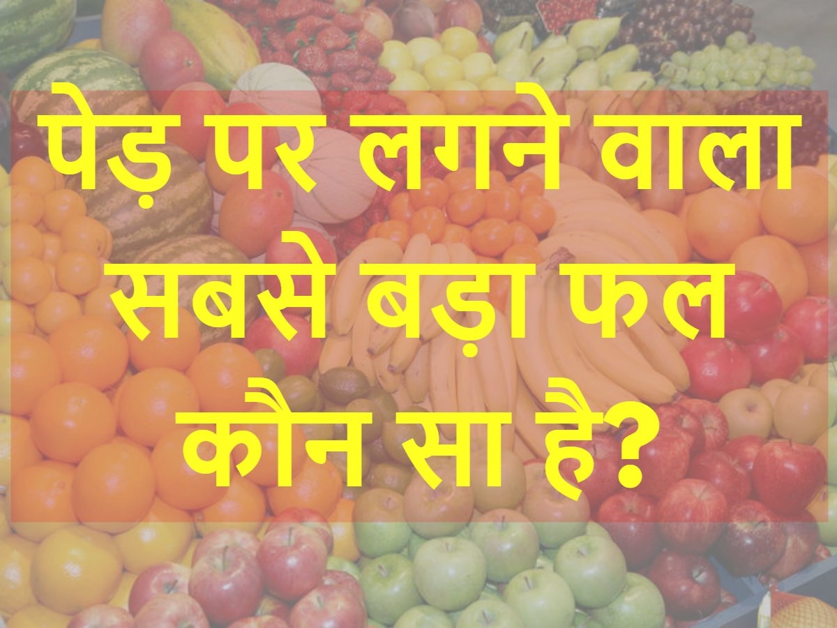 GK Quiz: पेड़ पर लगने वाला सबसे बड़ा फल कौन सा है?