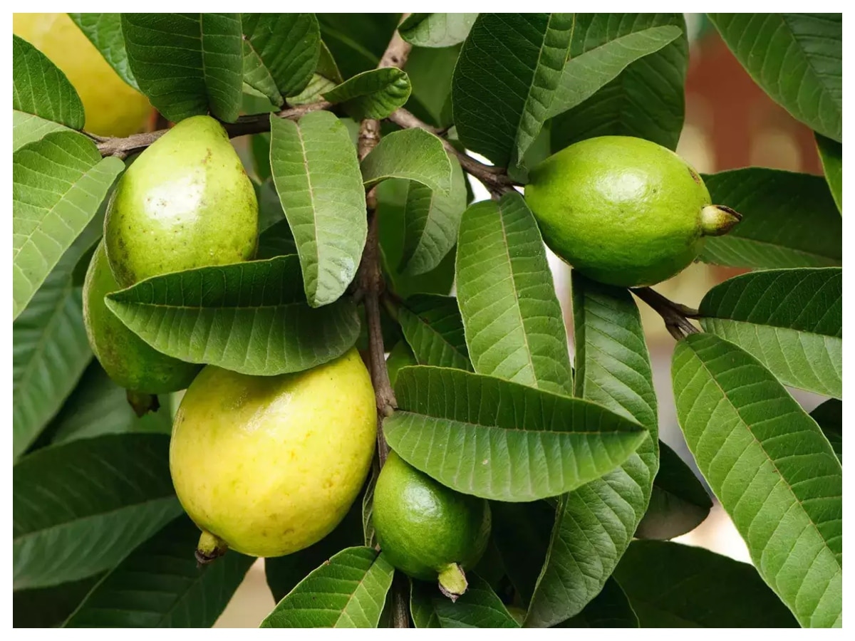 Guava Leaves For Weight Loss: बड़े काम के हैं अमरूद के पत्ते, 36 से 30 हो जाएगी कमर, ऐसे करें इस्‍तेमाल