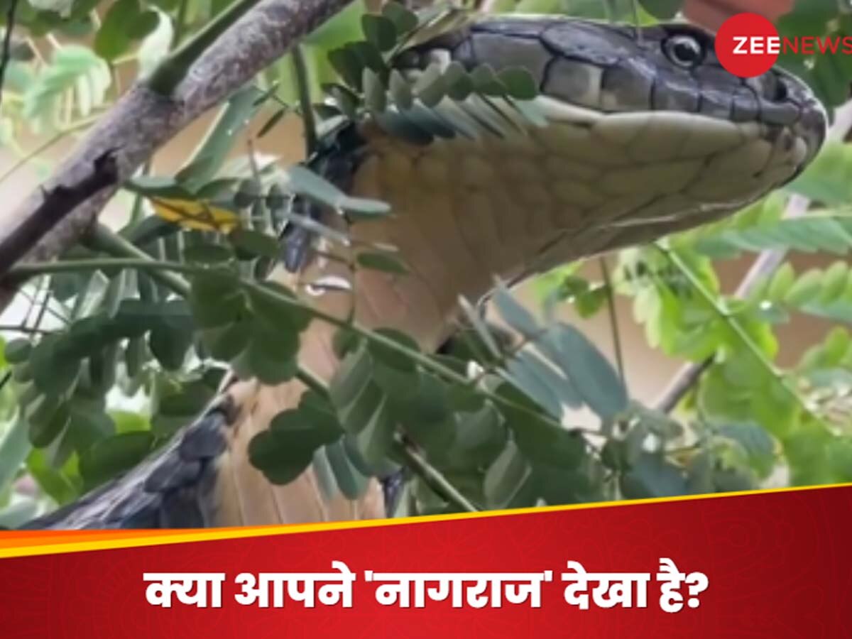 King Cobra Video: सावन में अचानक नजर आए 'नागराज', इतने बड़े कोबरा को देखकर लोगों के खड़े हो गए रोंगटे; फिर हुआ ये अंजाम