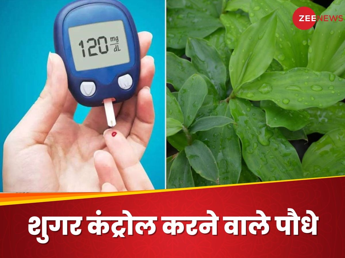 Insulin Plants: डायबिटीज में राहत का सबब हैं ये 3 प्लांट्स, घर के गमले में आसानी से उगा सकते हैं आप