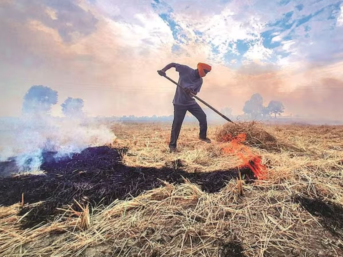 Stubble burning in Punjab: ਐਨਜੀਟੀ ਨੇ ਖੇਤਾਂ ਵਿੱਚ ਝੋਨੇ ਦੀ ਪਰਾਲੀ ਪ੍ਰਬੰਧਨ ਬਾਰੇ ਜਵਾਬ ਮੰਗਿਆ 