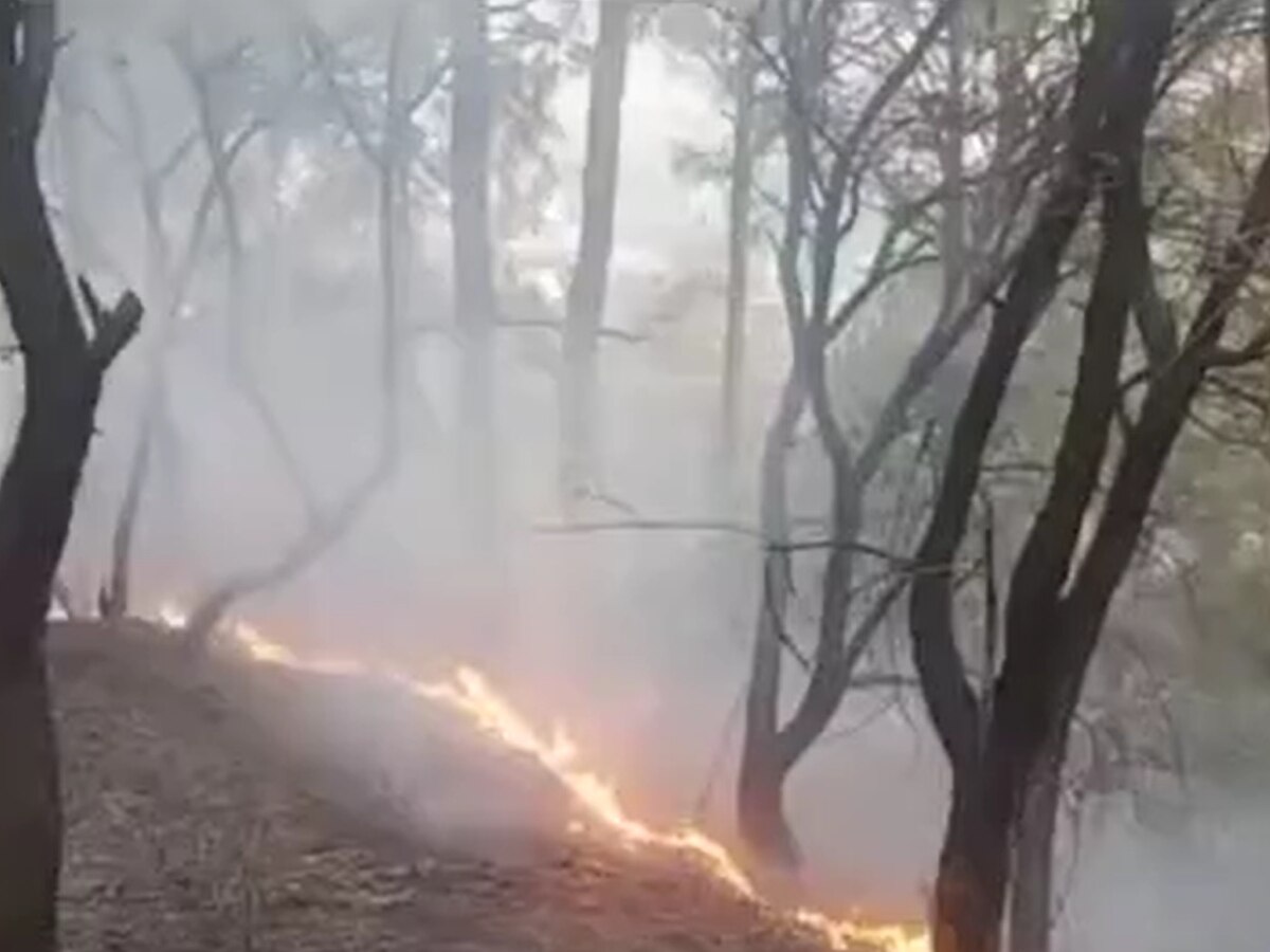 हिमाचल में आगजनी से जंगलों की हजारों हेक्टेयर वन संपदा जलकर हुई राख, वन विभाग को 9 करोड़ का नुकसान!