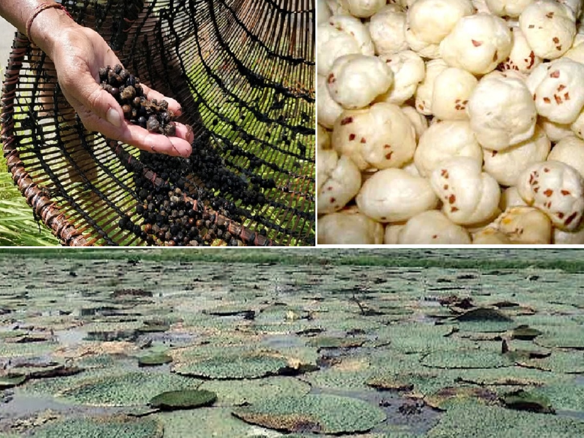 Makhana Farming: मखाना बनाएगा आपको मालामाल, बस जान लीजिए कब और कैसे