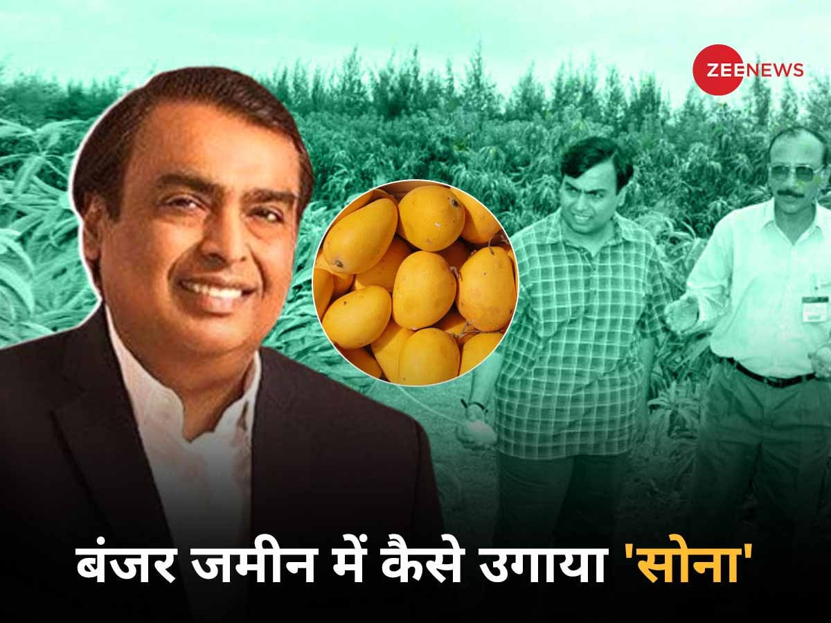 Reliance Mango Orchard: बंजर जमीन से मुकेश अंबानी ने कैसे उगाया 'सोना'? तेल और Jio के बाद रिलायंस ने खेती में भी गाड़े झंडे