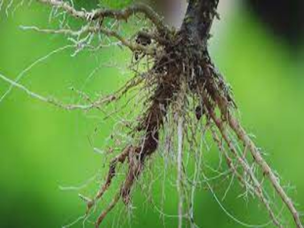 lucky roots astro tips 