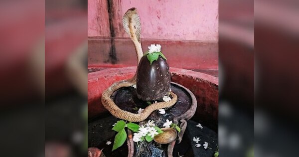 King Cobra video Nagdev or snake was seen sitting on Shivling | King ...