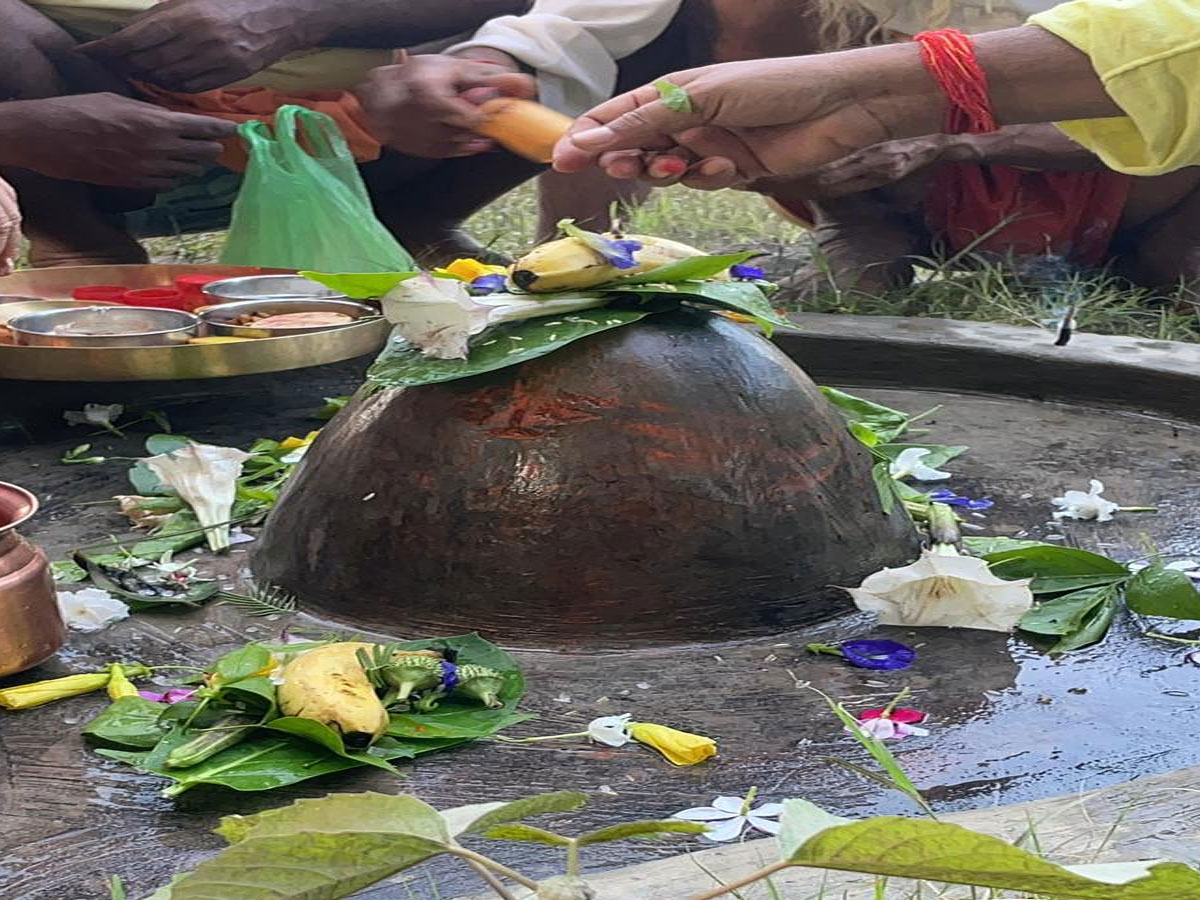 आंकड़े का फूल