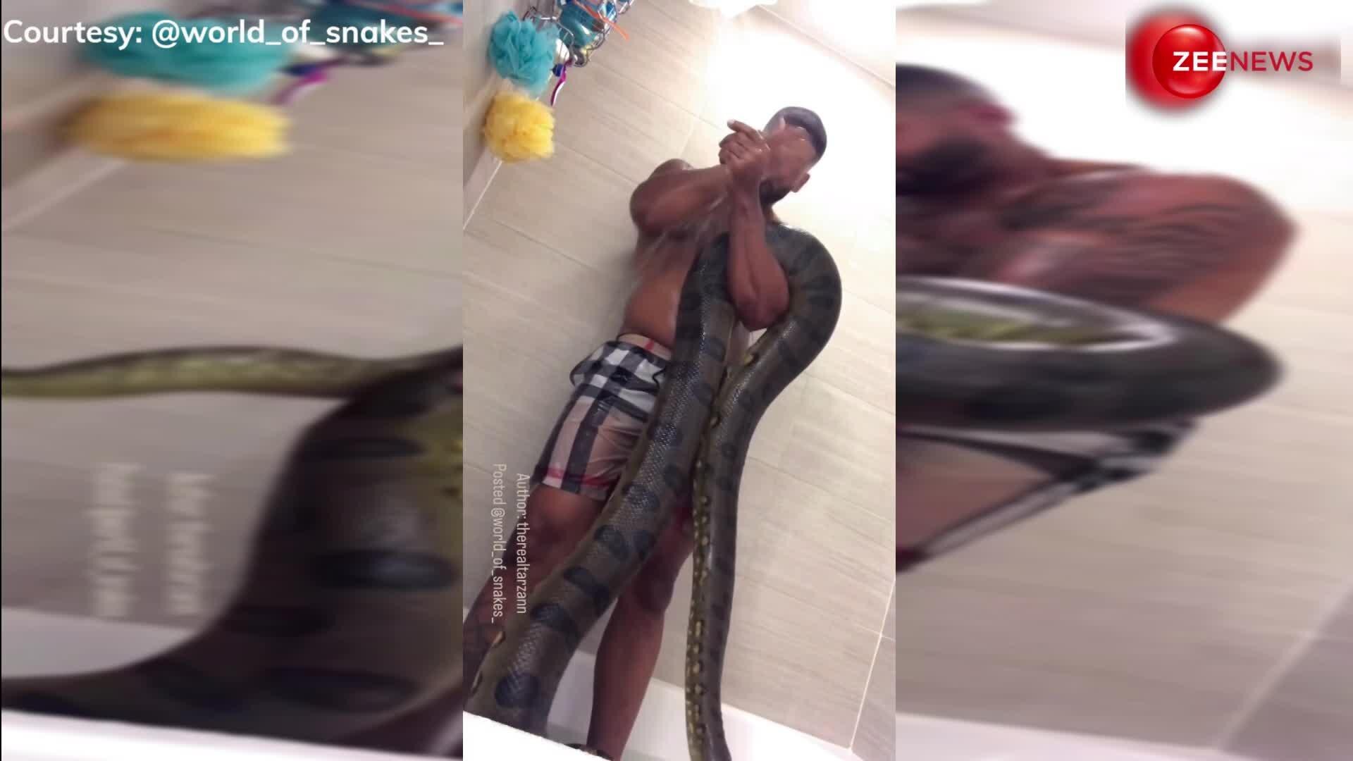 man seen bathing with heavy and deadly python on his shoulder video ...