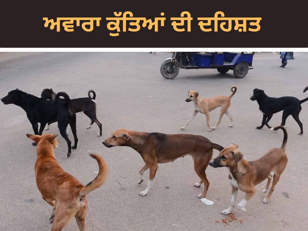 Mohali Stray Dogs: ਪੰਜਾਬ ਵਿੱਚ ਅਵਾਰਾ ਕੁੱਤਿਆਂ ਦਾ ਕਹਿਰ! ਮੋਹਾਲੀ 'ਚ 11 ਲੋਕਾਂ ਨੂੰ ਵੱਢਿਆ