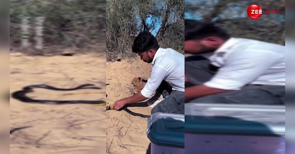 Injured king cobra was lying entangled in ropes man helps to save life ...