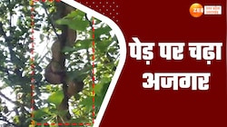 Python video: पेड़ पर मुंह खोले दिखा विशालकाय अजगर,  ग्रेटर नोएडा का वीडियो वायरल